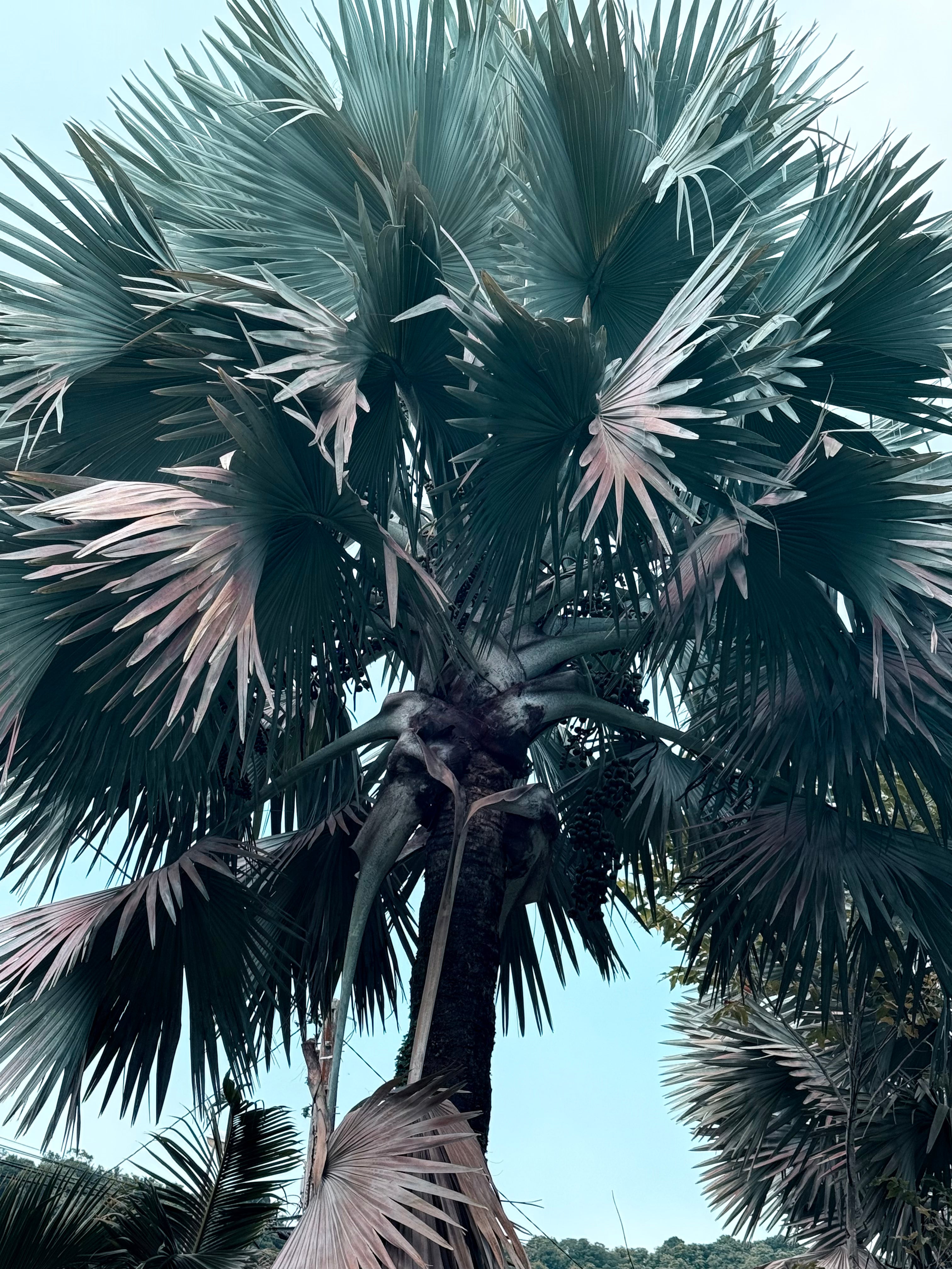 NOUGAT AU LAIT DE COCO